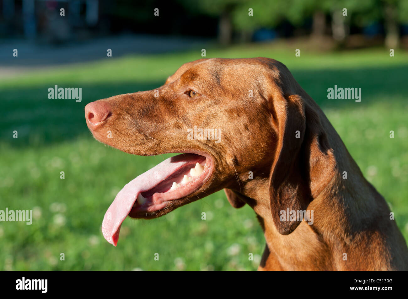 Closeup dog tongue hires stock photography and images Alamy