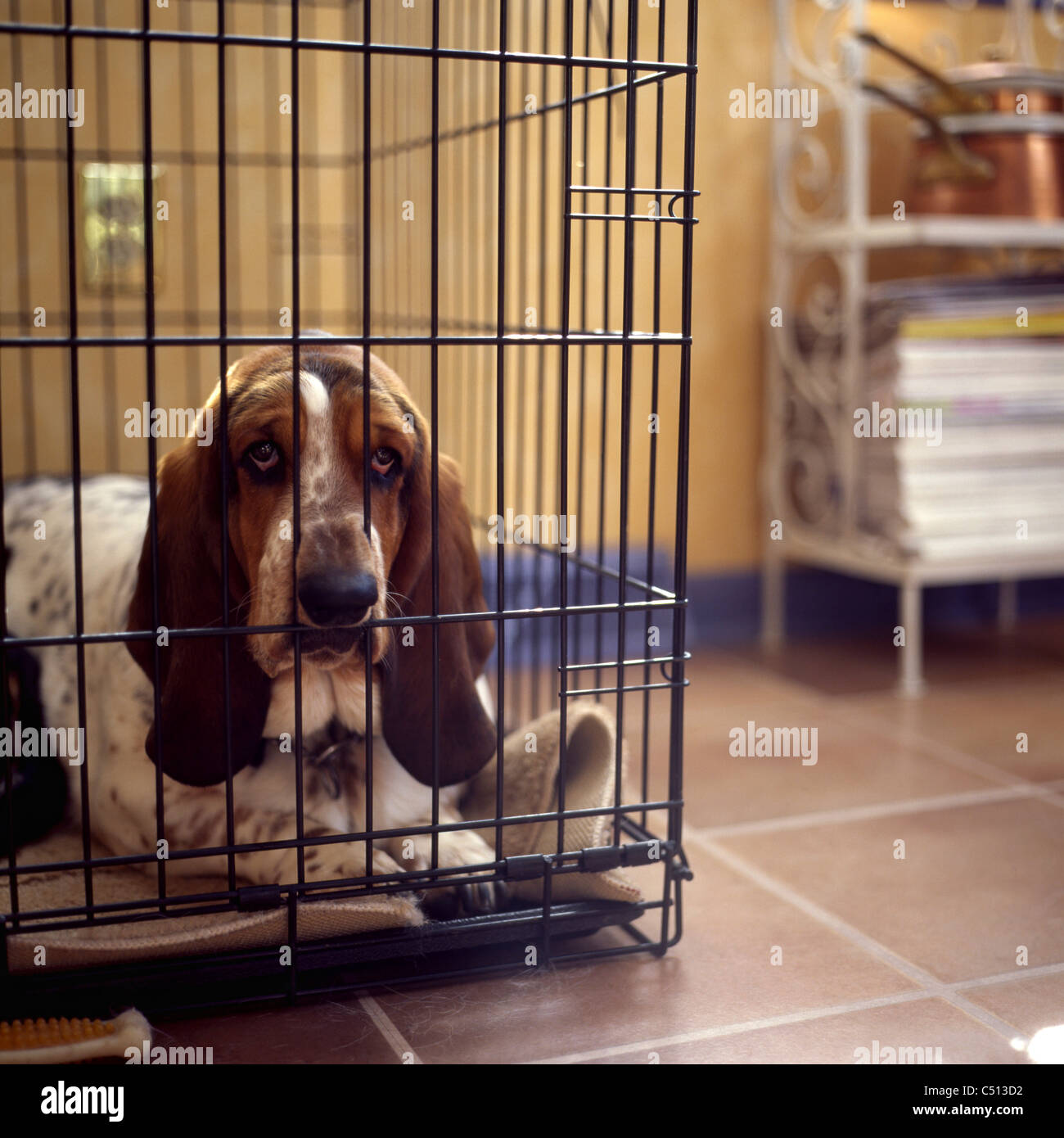 Basset hound in crate Stock Photo - Alamy