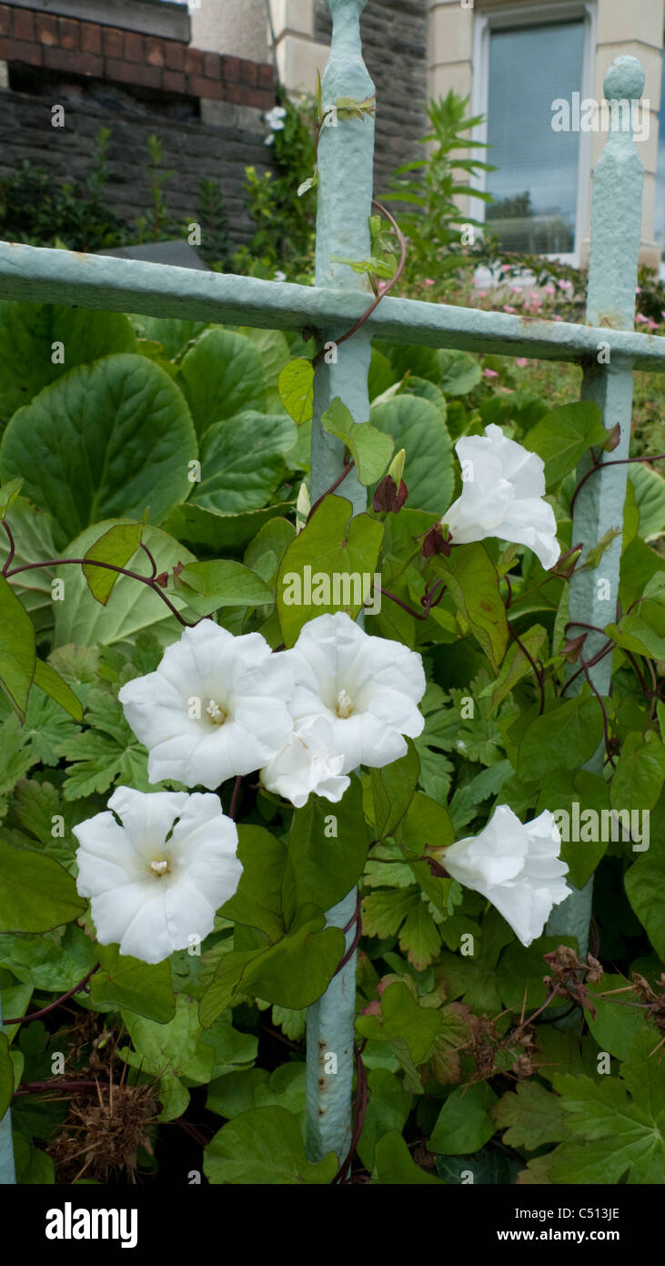 Bindweed Convolvulus Arvensis twining twisting around a railing in front garden of house in summer Cardiff Wales UK Great Britain KATHY DEWITT Stock Photo