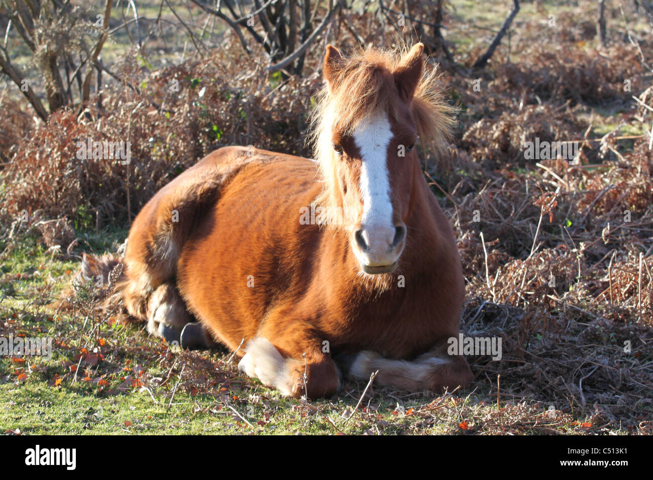 New Forest pony Stock Photo Alamy