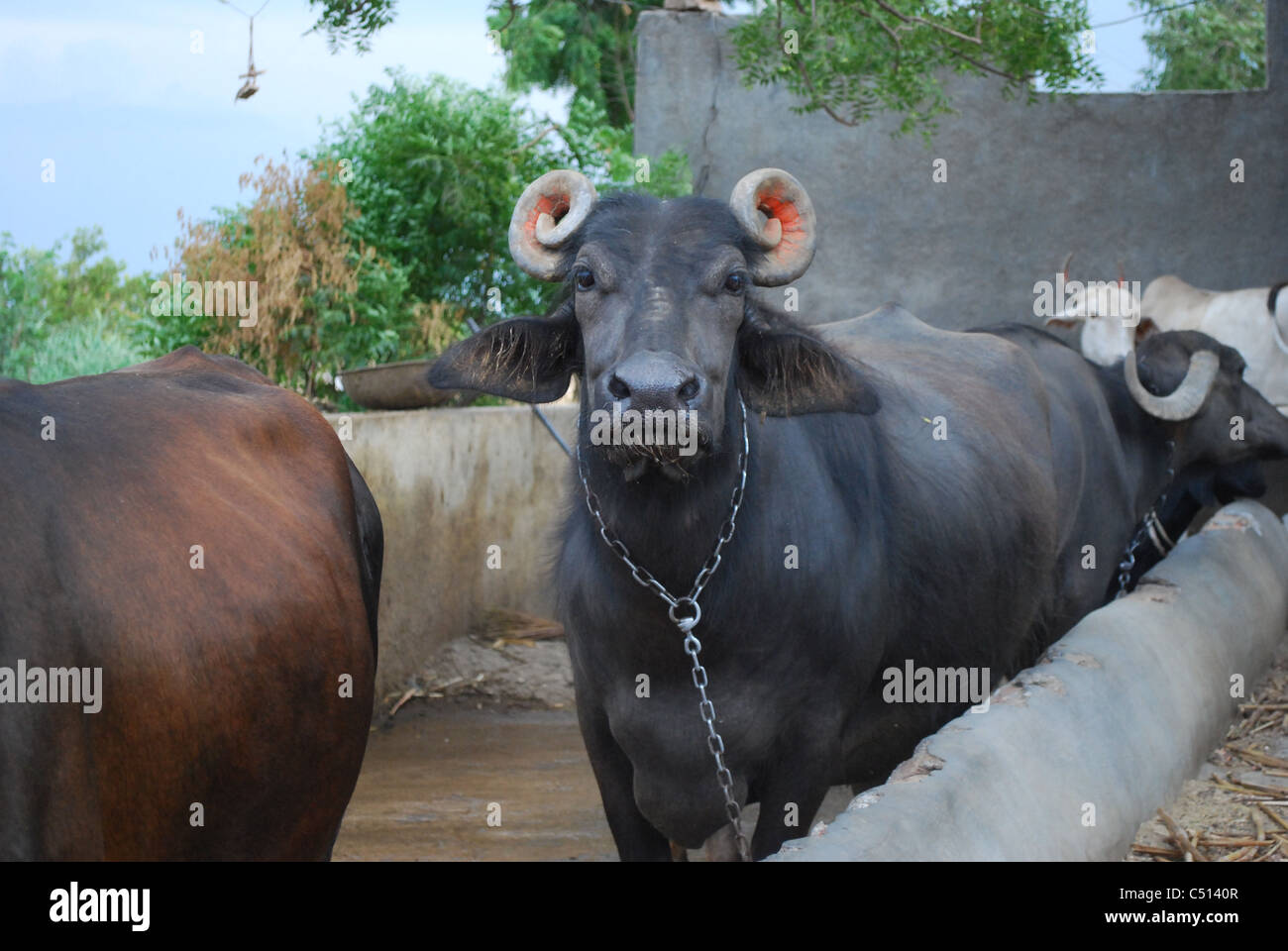 asian buffalo farm dairy Stock Photo - Alamy