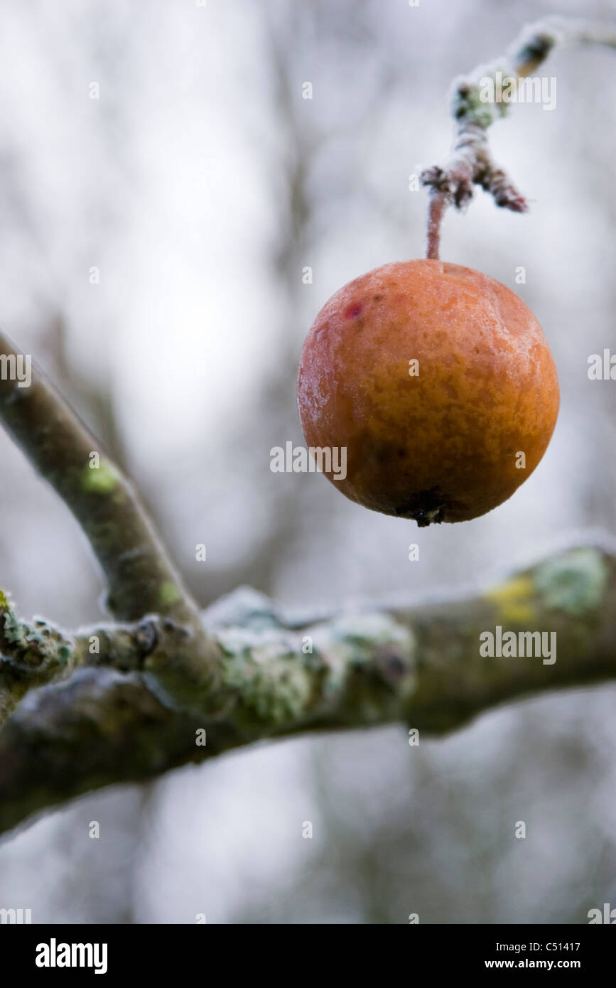 Apple hanging from frost covered branch Stock Photo