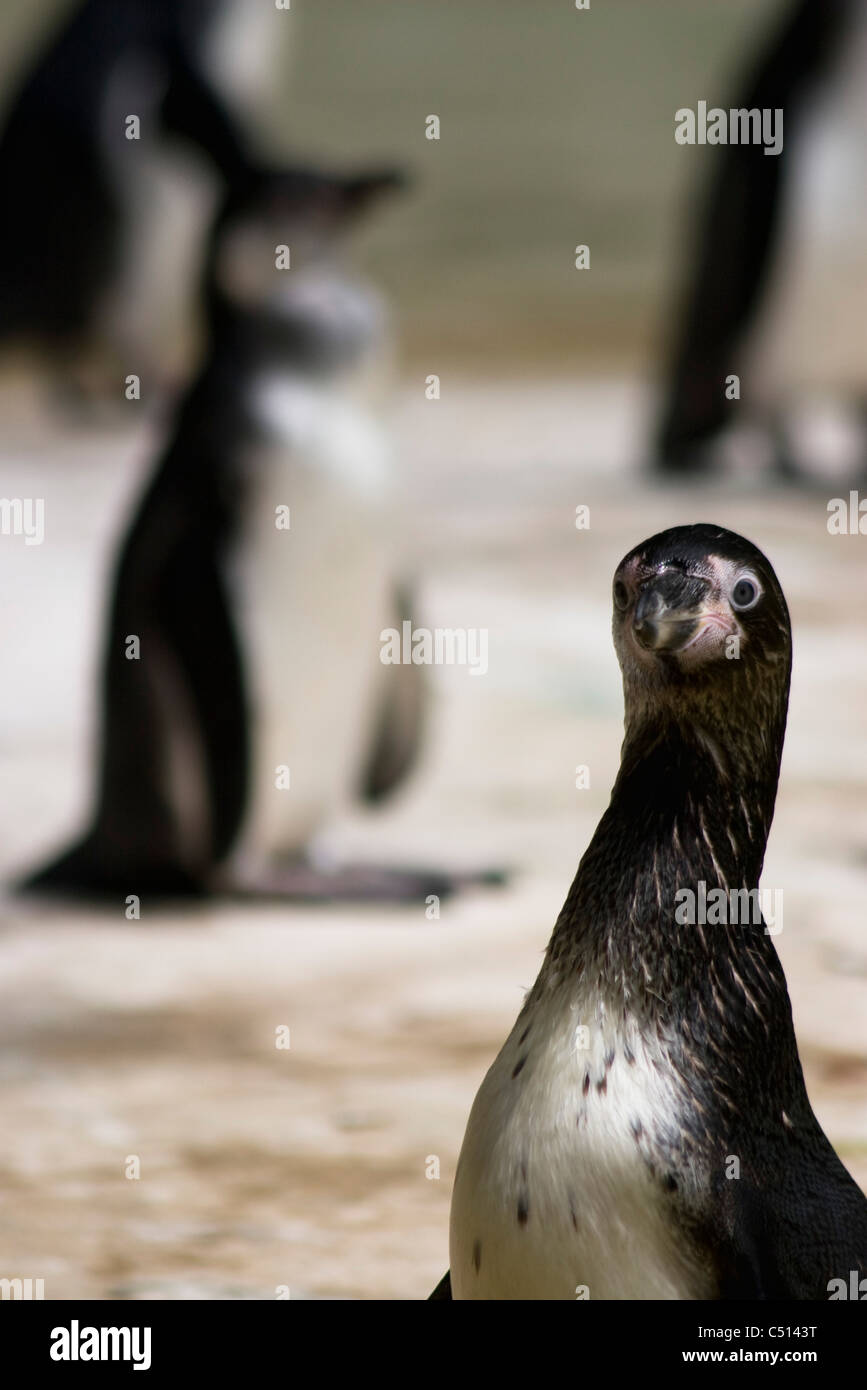Banded penguin looking at camera Stock Photo