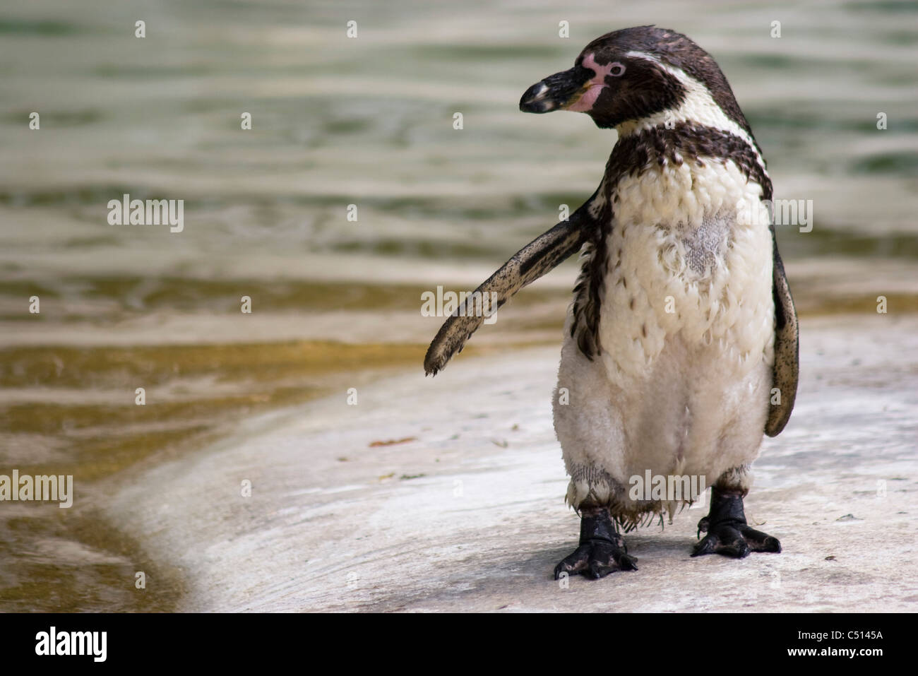 Banded penguin standing on rock at water's edge Stock Photo