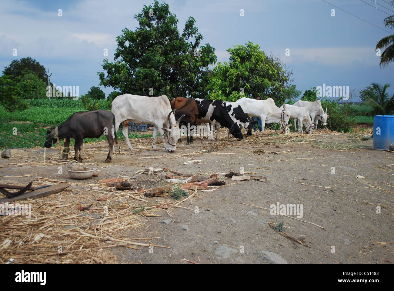 group of bullock Stock Photo - Alamy