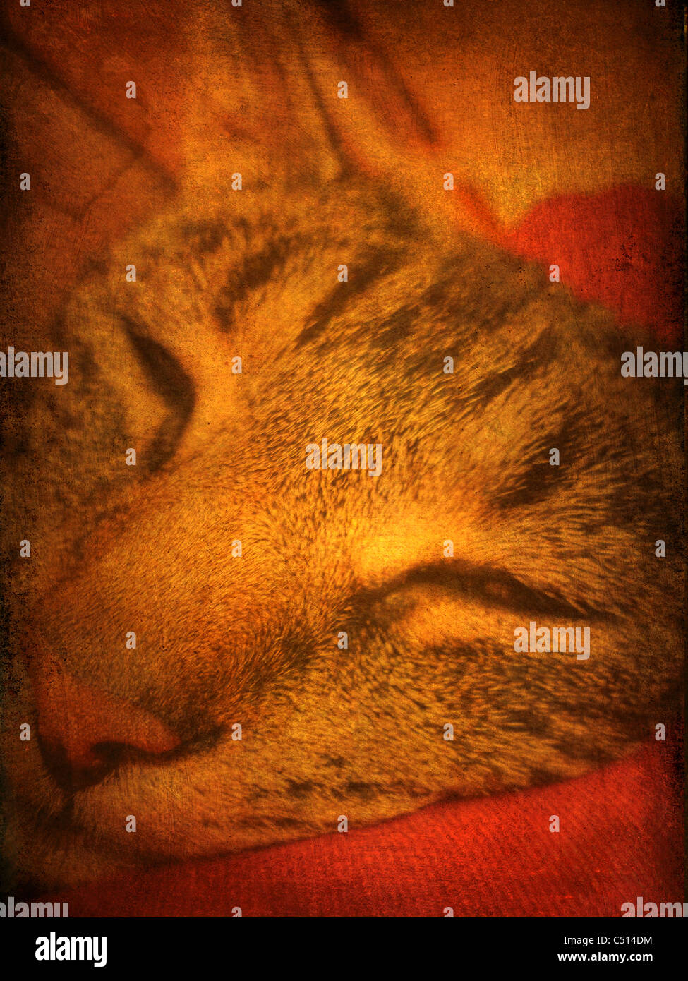 Close up of tabby cats face Stock Photo - Alamy