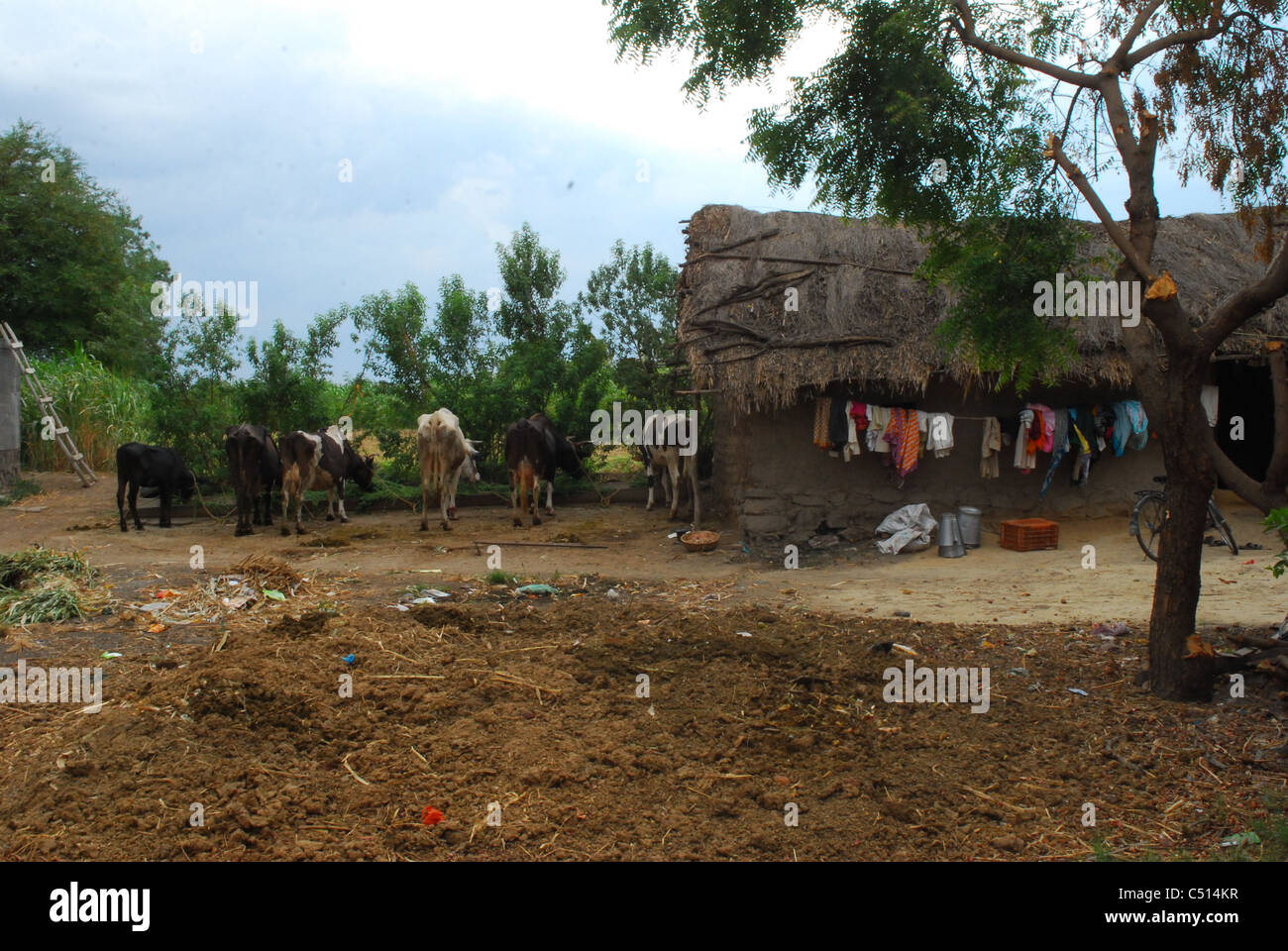 group of bullock Stock Photo Alamy