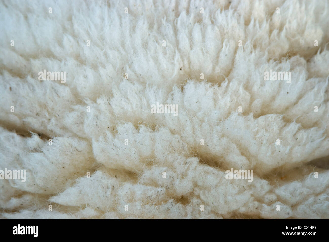 Sheep's wool, close-up Stock Photo