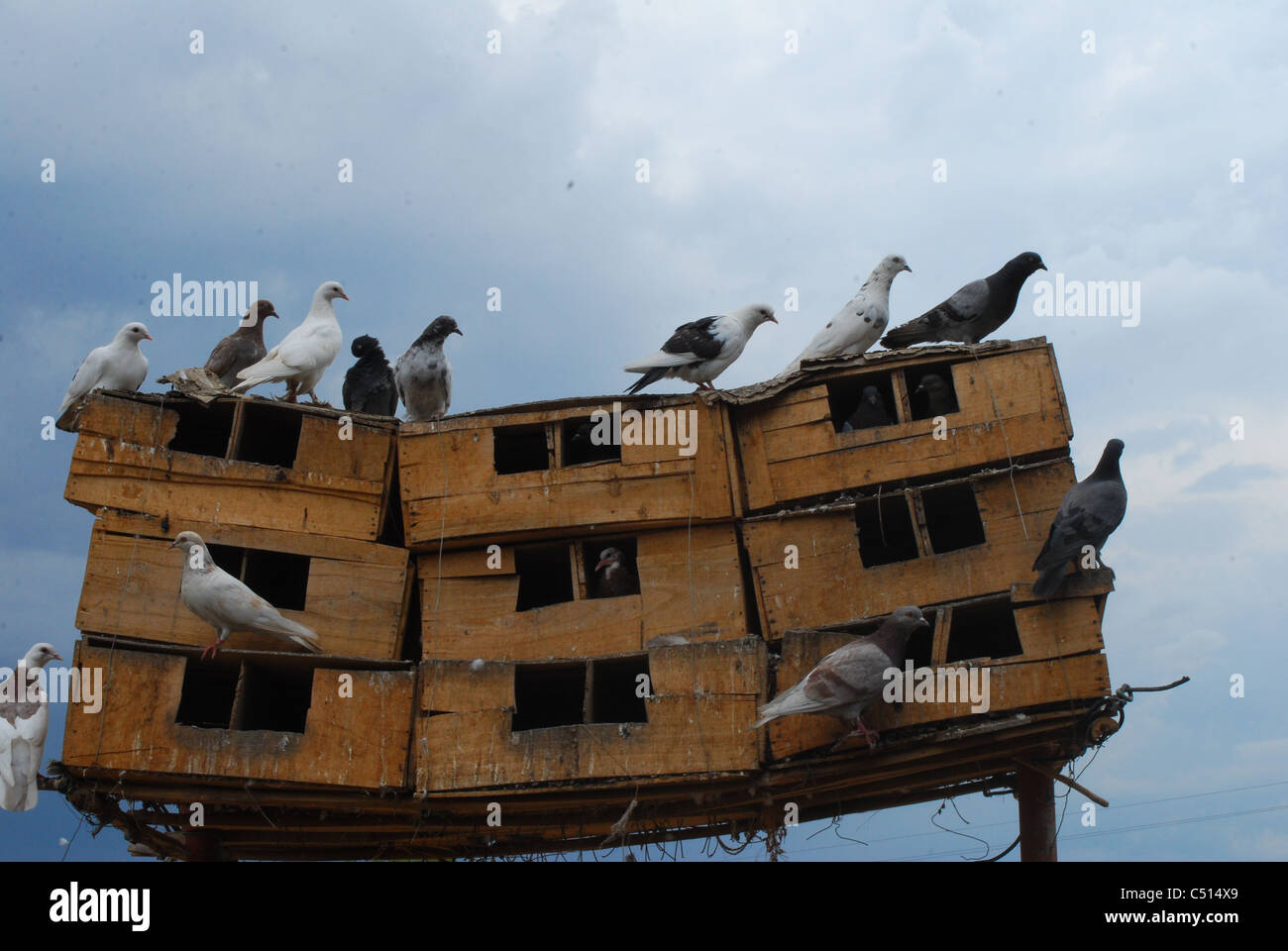 Pigeon house hires stock photography and images Alamy
