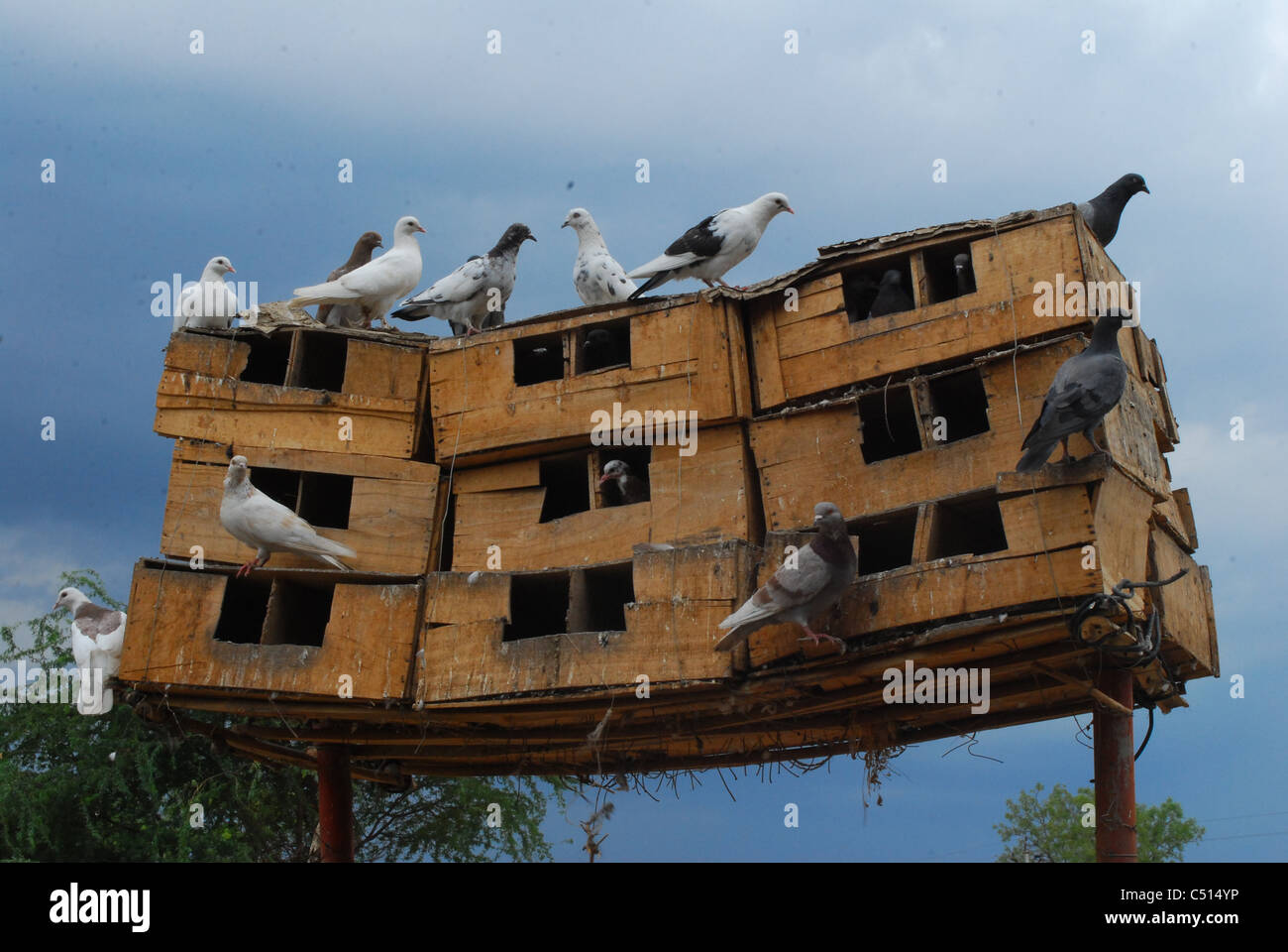 a pigeon house Stock Photo Alamy