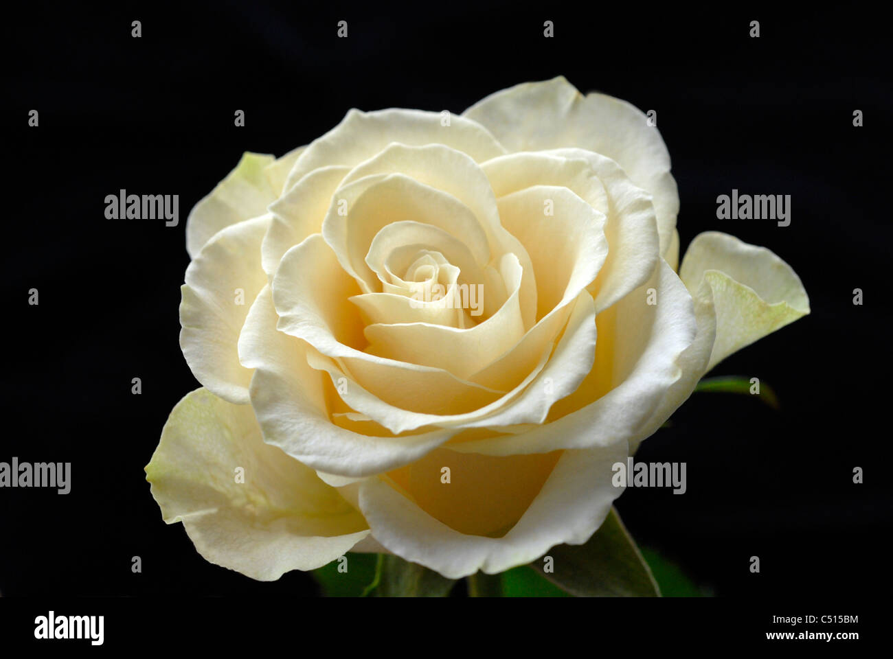 Fresh creamy-white single rose flower Stock Photo