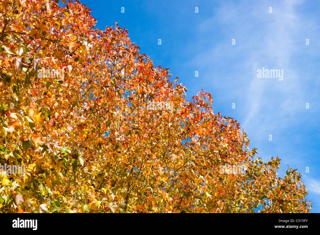 Colorful autumn leaves and blue sky natural background with copy space ...