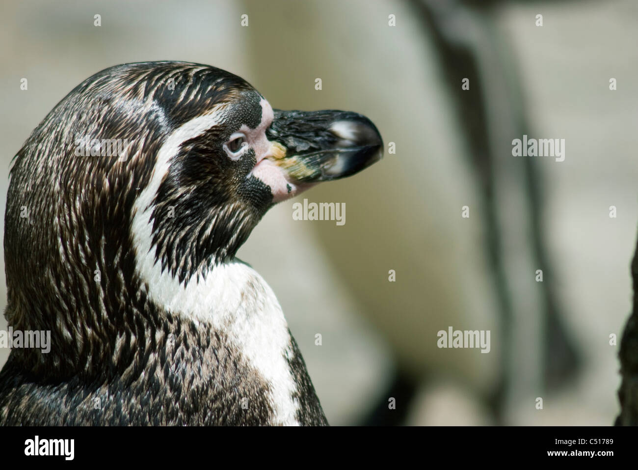 Banded penguin Stock Photo