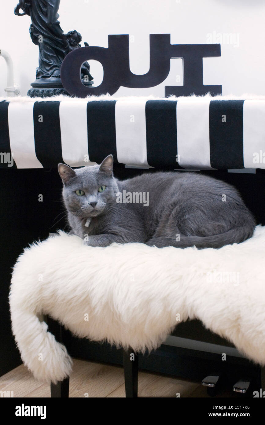 Russian blue lying on top of piano bench Stock Photo