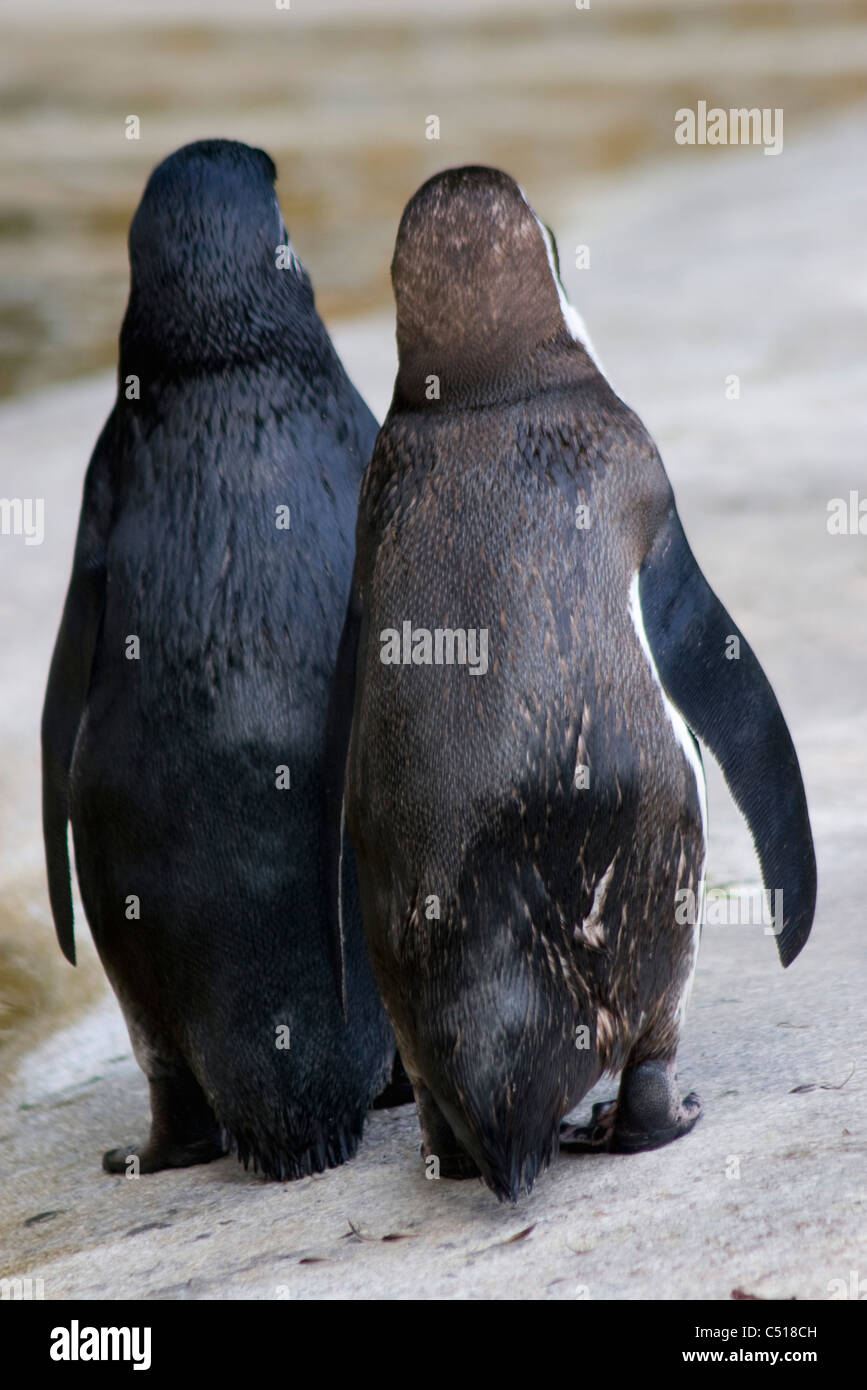 Penguins walking side by side, rear view Stock Photo