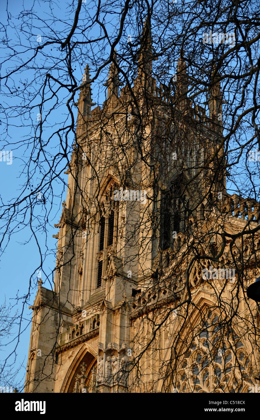 york minster bare tree branches Stock Photo