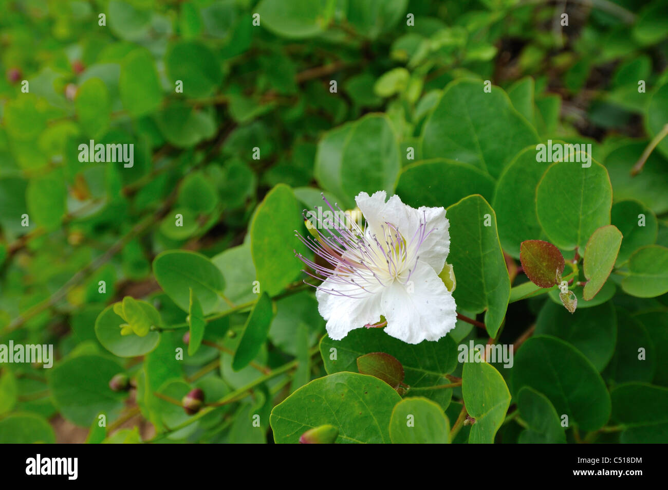 Caper (Capparis spinosa), Blossom Stock Photo
