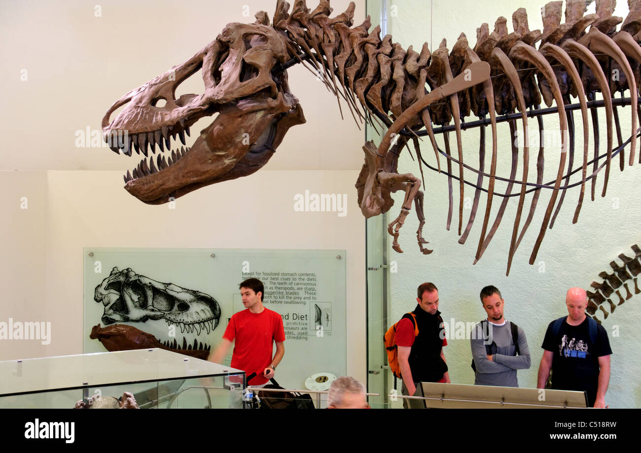T rex dinosaur new york hires stock photography and images Alamy