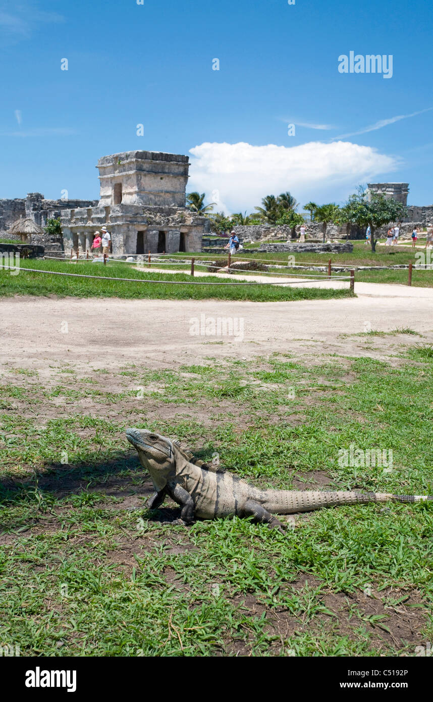 Iguna takes a sunbath in front of the Tulum ruins, Archeological Zone, Quintana Roo, Tulum, Mexico Stock Photo