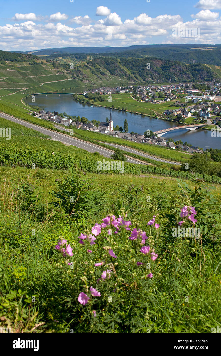 Moselle curve at the village Piesport, Moselle, Rhineland-Palatinate, Germany, Europe Stock Photo