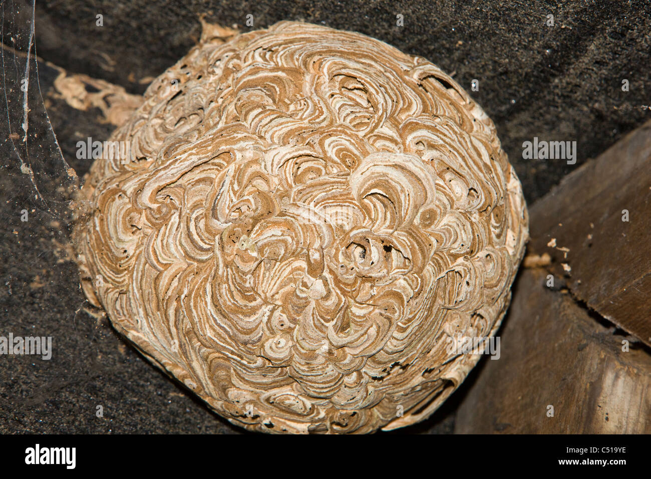 Abandoned wasps' nest stuck to the felt and rafters of the roof ridge in the loft or attic of a domestic house Stock Photo