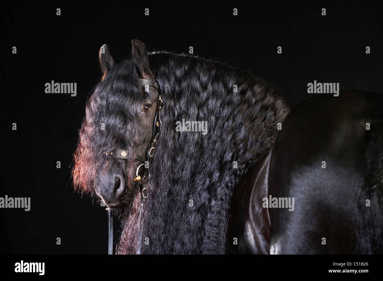 portrait of black horse with long mane Stock Photo Alamy