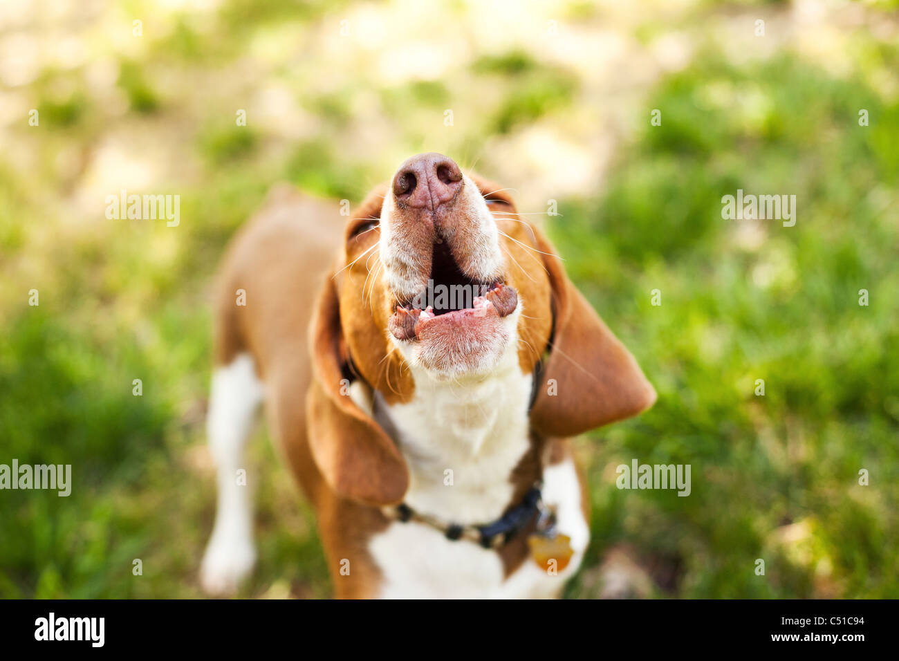 Portrait of Beagle howling Stock Photo