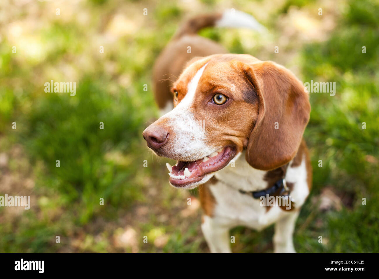 1 year old beagle hi-res stock photography and images - Alamy