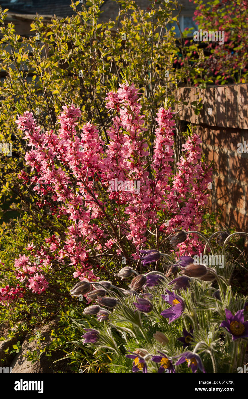 Prunus tenella is flowering in April.  Die Zwerg-Mandel blüht im April. Stock Photo