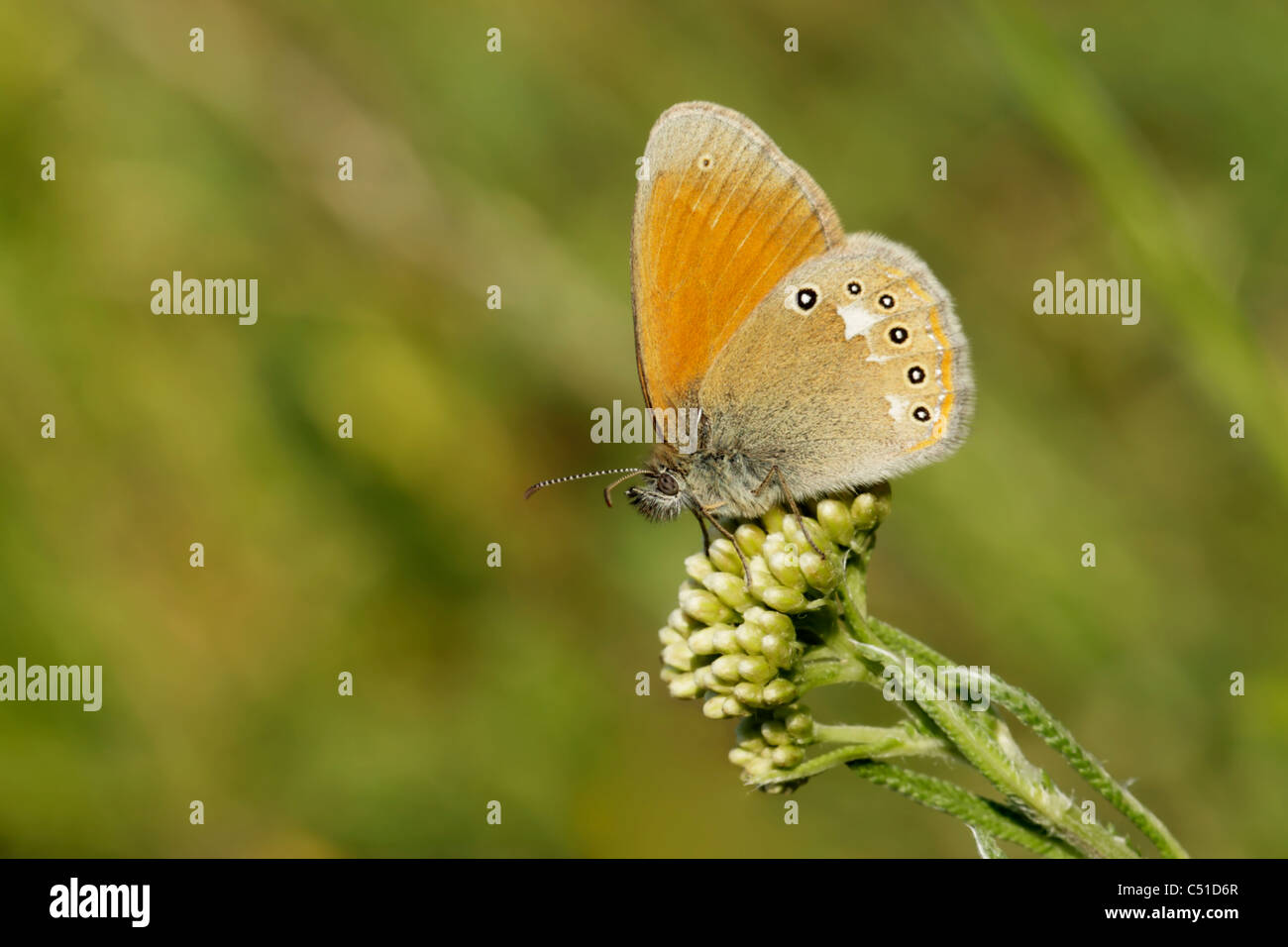 Chestnut heath butterfly (Coenonympha glycerion) Stock Photo