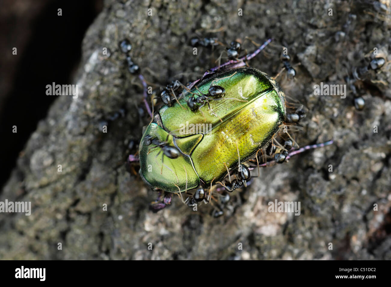Scarab Beetle (Cetonia cuprea) being attacked by ants, the larvae of this beetle live in ant nests Stock Photo