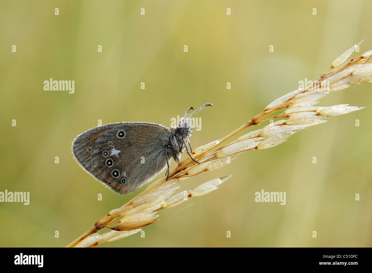 Chestnut heath butterfly (Coenonympha glycerion) covered with dew while perched on a grass stem Stock Photo