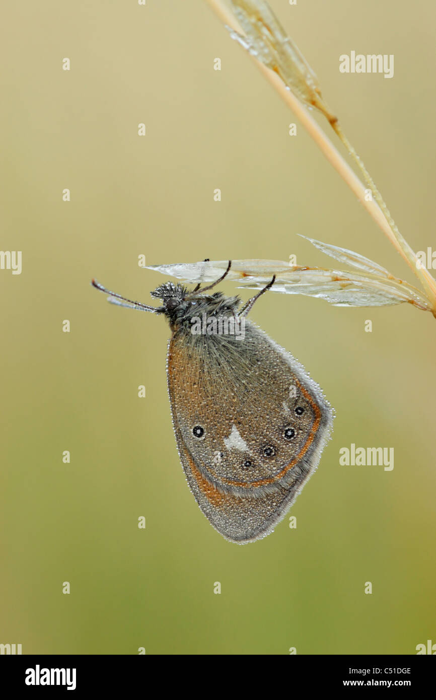 Chestnut heath butterfly (Coenonympha glycerion) covered with dew while perched on a grass stem Stock Photo