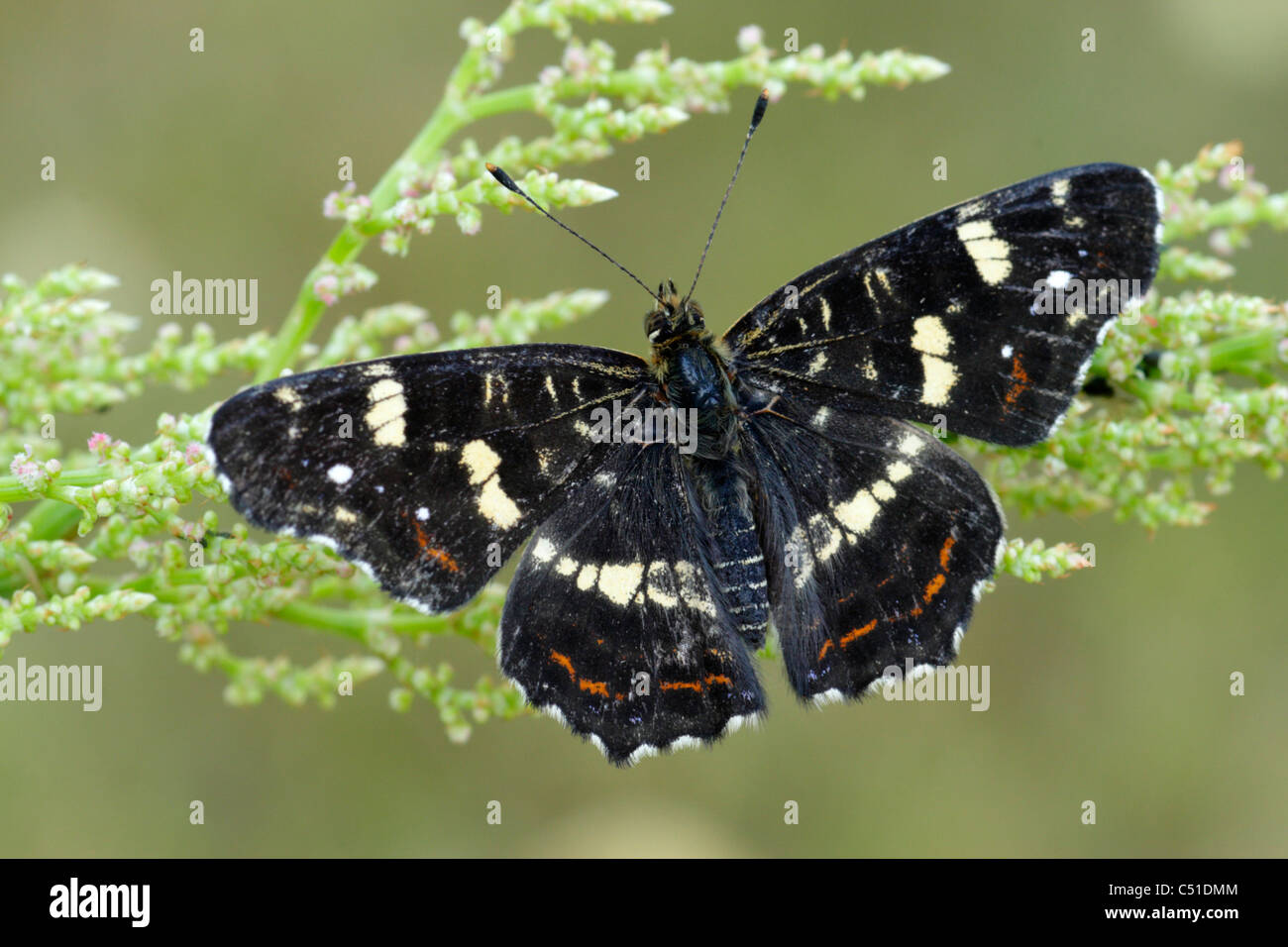 Map butterfly (Arashnia levana) second brood male showing upperside of wings Stock Photo