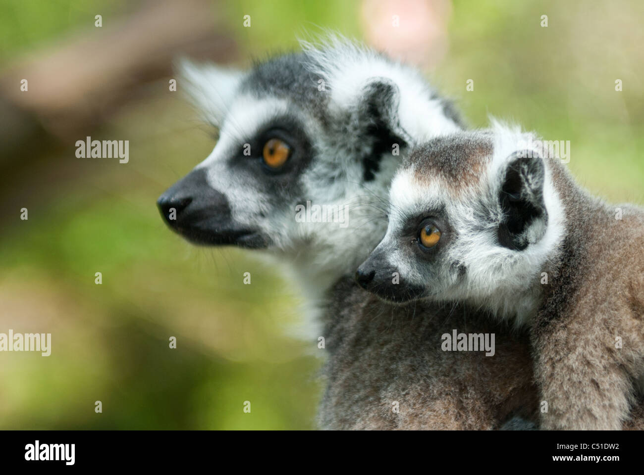 Close Up Of A Ring Tailed Lemur With Her Cute Baby Lemur Catta