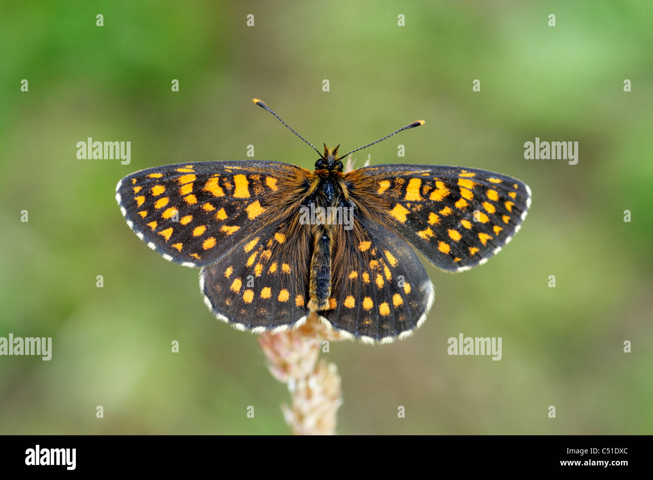 False heath fritillery butterfly (Melitaca diamena) perched with wings open showing upperside Stock Photo