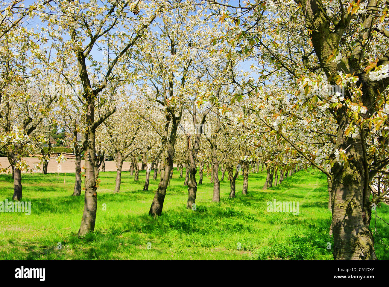 Kirschplantage Cherry orchard 01 Stock Photo Alamy
