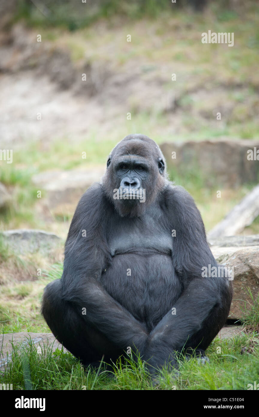 close-up of a female silverback gorilla Stock Photo