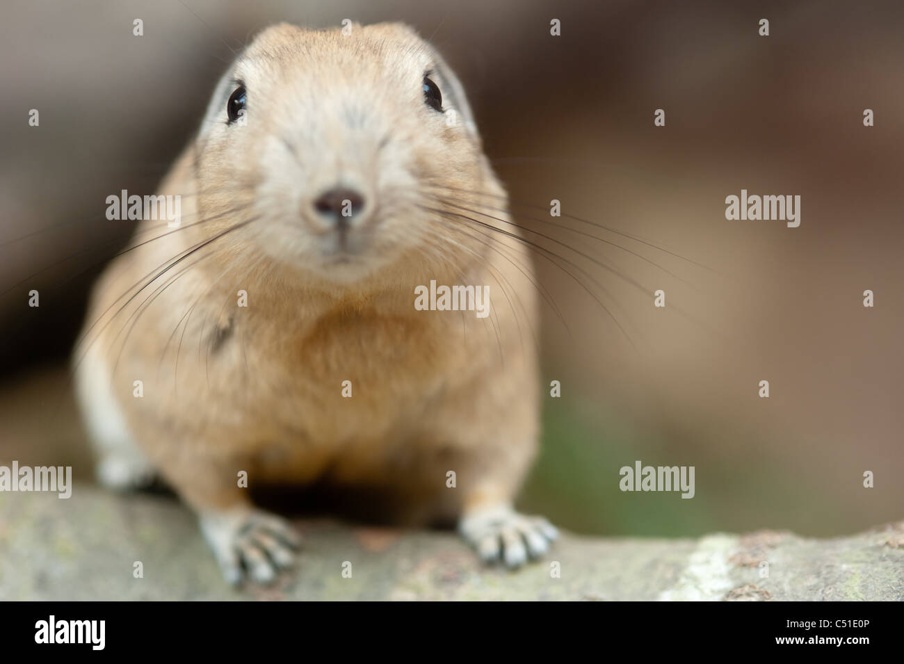 gundis are unusual rodents from north africa Stock Photo