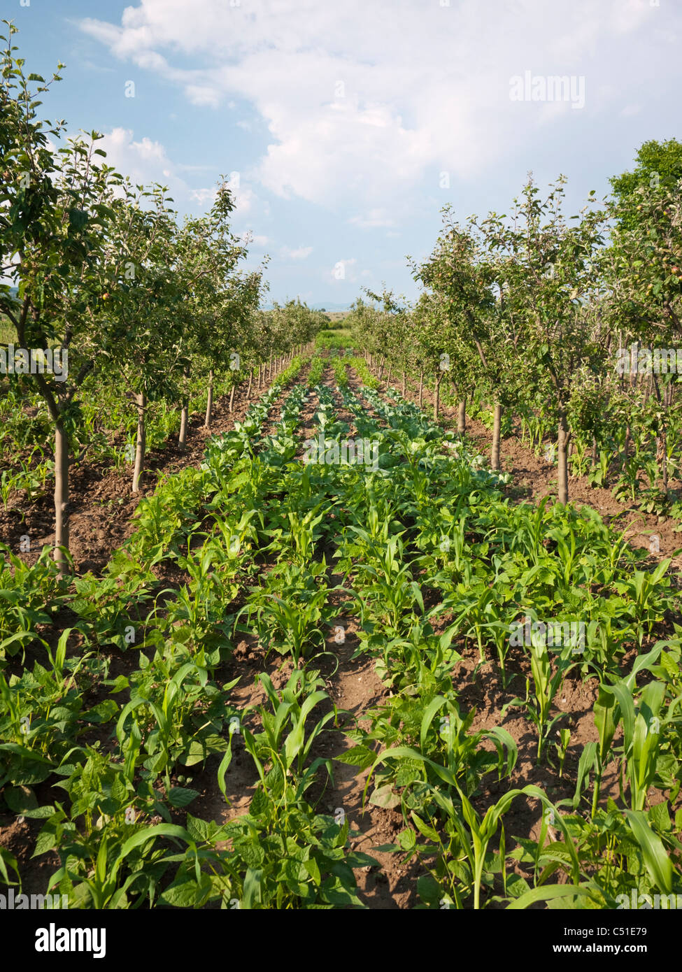 A small plot of farm land outside the town of UNESCO protected town of