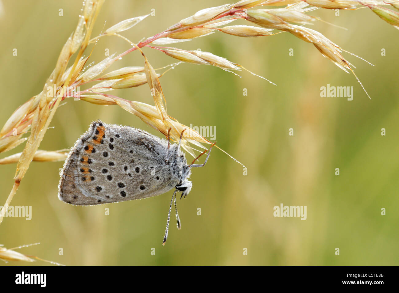 Sooty copper butterfly (Lycaena virgaureae) male clinging to underside of dew covered grass Stock Photo