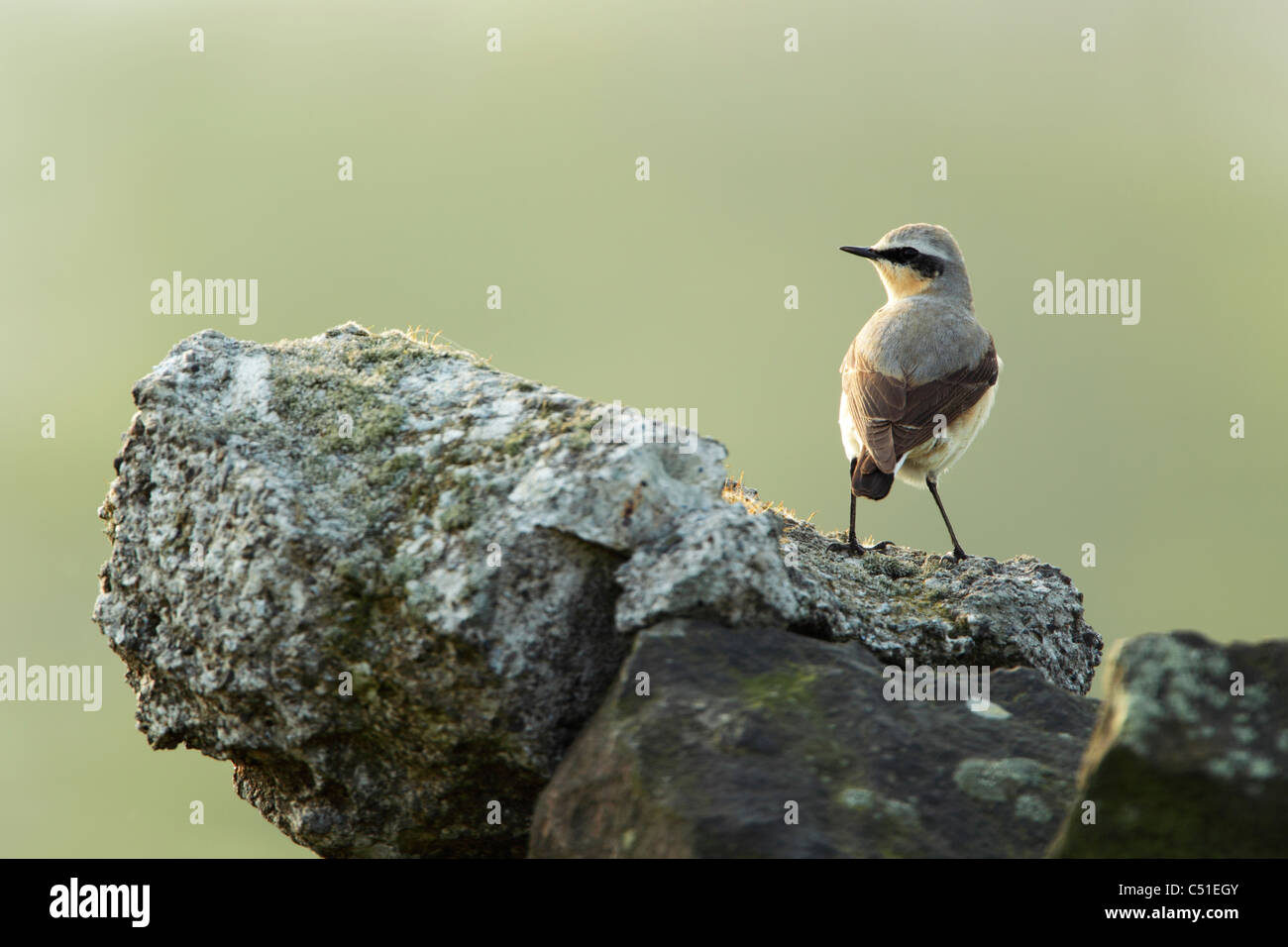 Wheatear (Oeanthe oeanthe) male standing on lichen covered rock with back towards camera and head turned to one side Stock Photo