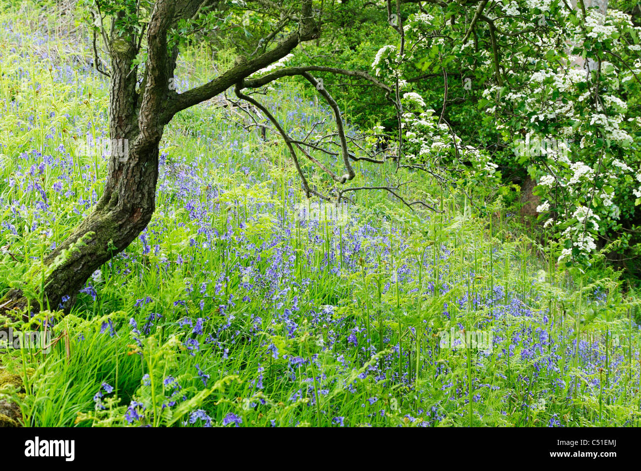 Bluebells in woodland, Sonley Wood at Farndale in North York Moors National Park Stock Photo