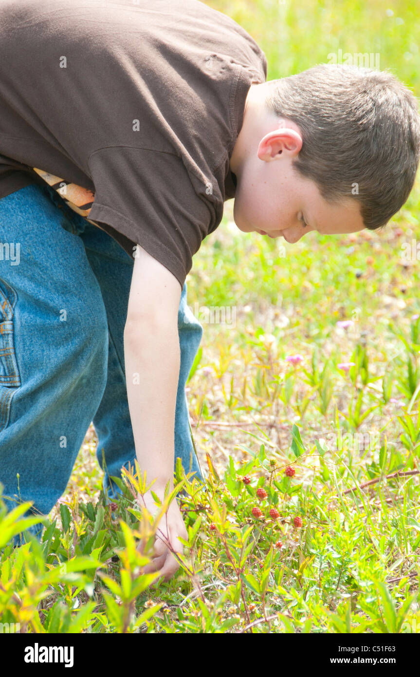 young boy picking wild berries Stock Photo - Alamy