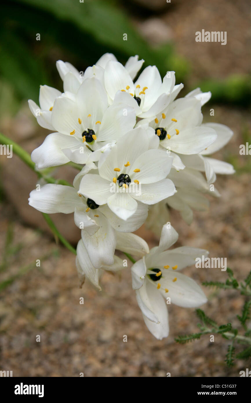 Arabian Starflower, Ornithogalum arabicum, Hyacinthaceae (Asparagaceae). Arabia, Middle East. Stock Photo