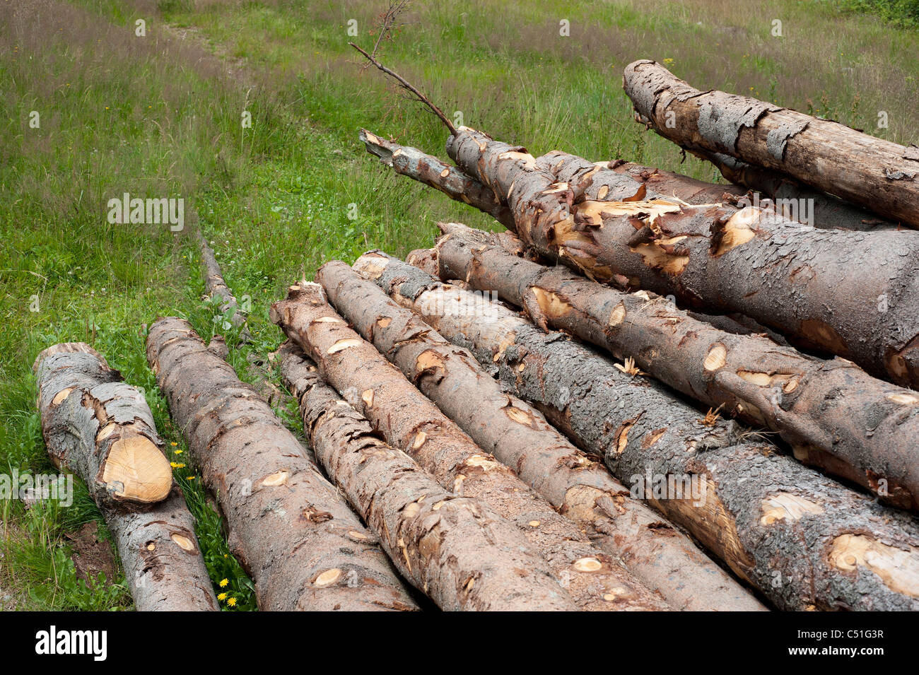 Cut logs in a stack in forest Stock Photo