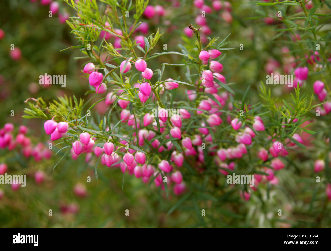 Kalgan Boronia, Baronia heterophylla, Rutaceae. Western Australia. Stock Photo