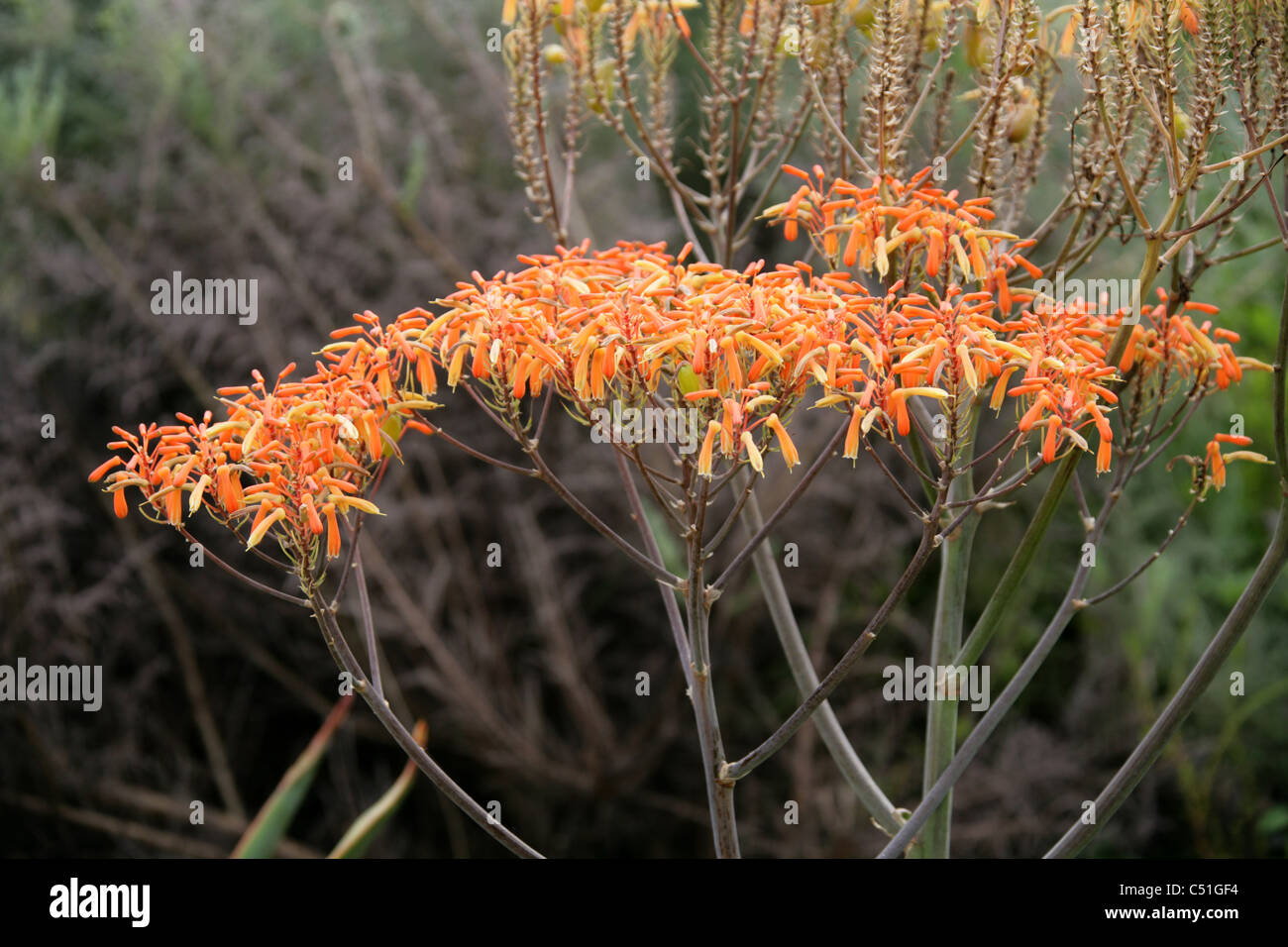 Coral Aloe, Aloe striata, Asphodelaceae. Western Cape, South Africa. Summer rain Karoo. Stock Photo
