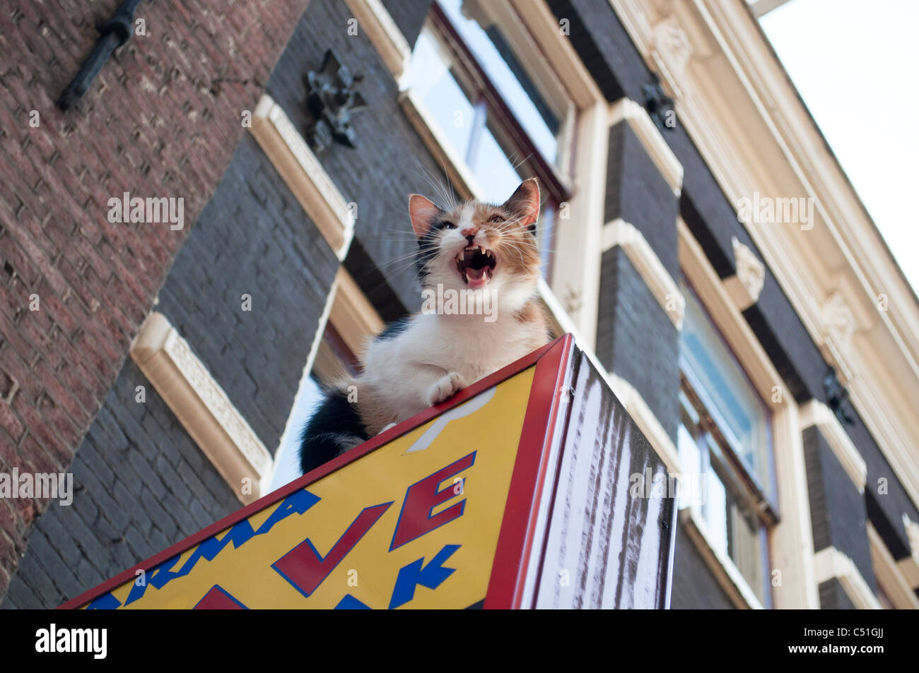 A cat sits on top of a sign for a takeaway cafe in Amsterdam, Holland, Netherlands. Stock Photo