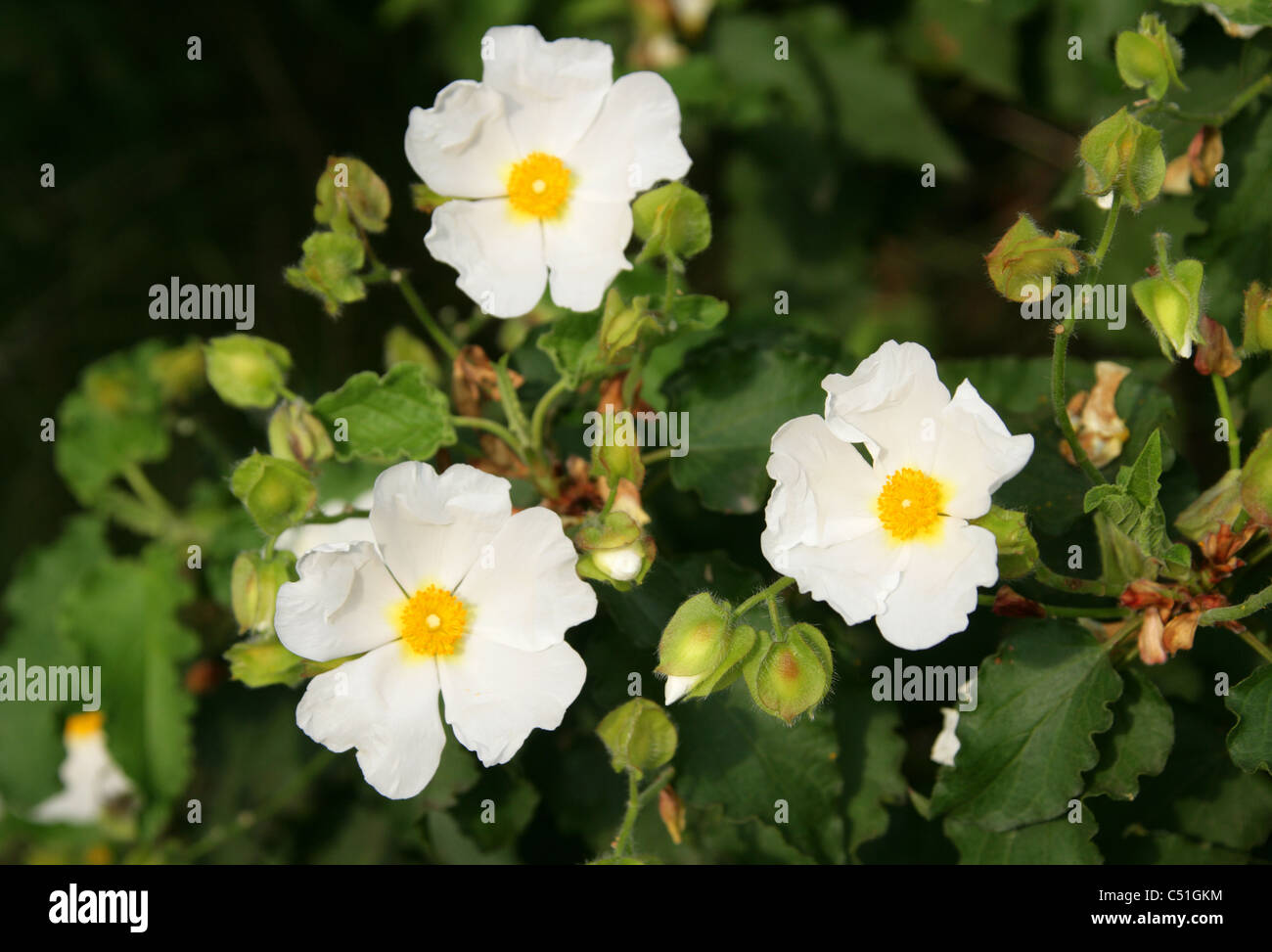 Rockrose, Cistus populifolius, Cistaceae. Stock Photo